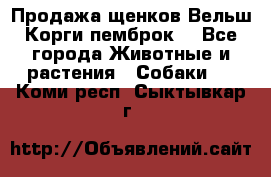Продажа щенков Вельш Корги пемброк  - Все города Животные и растения » Собаки   . Коми респ.,Сыктывкар г.